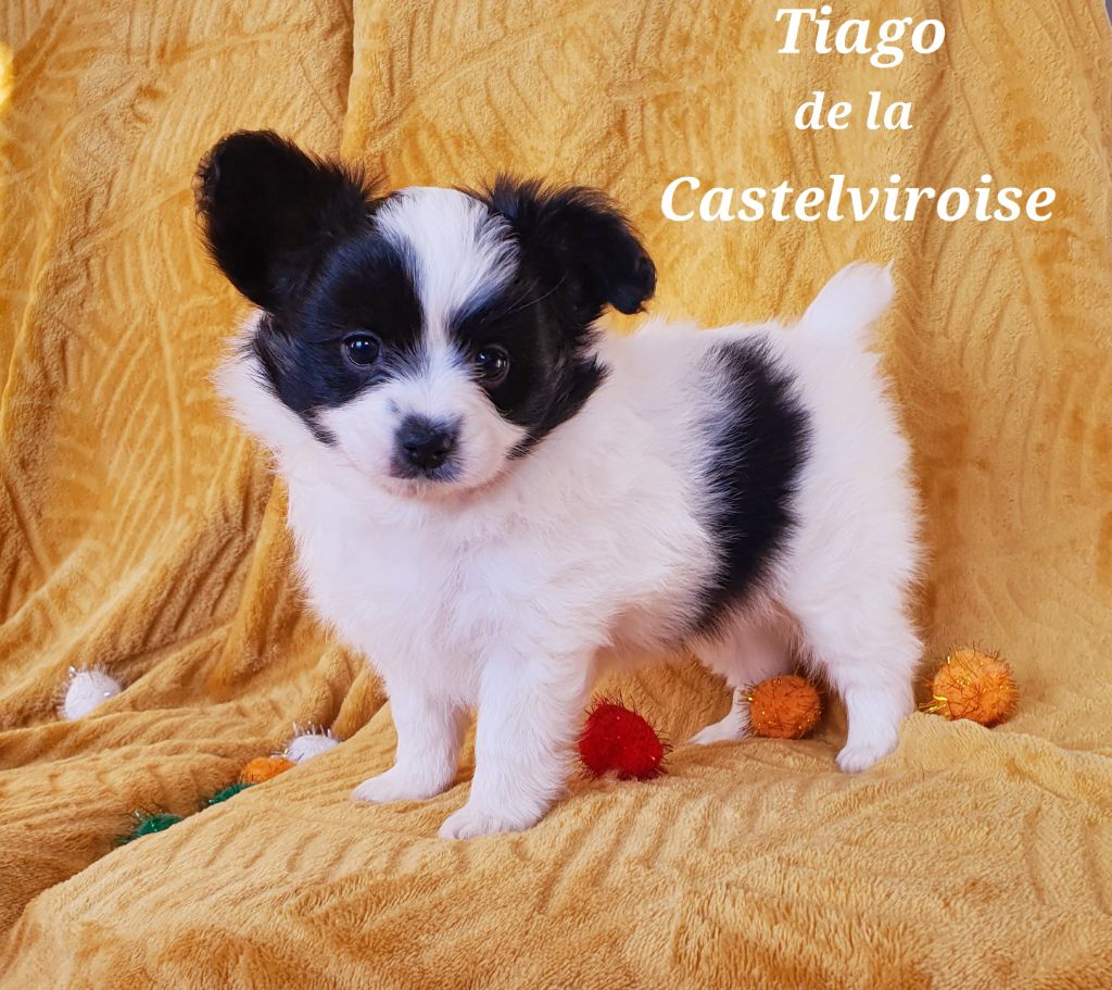 Tiago De la castelviroise