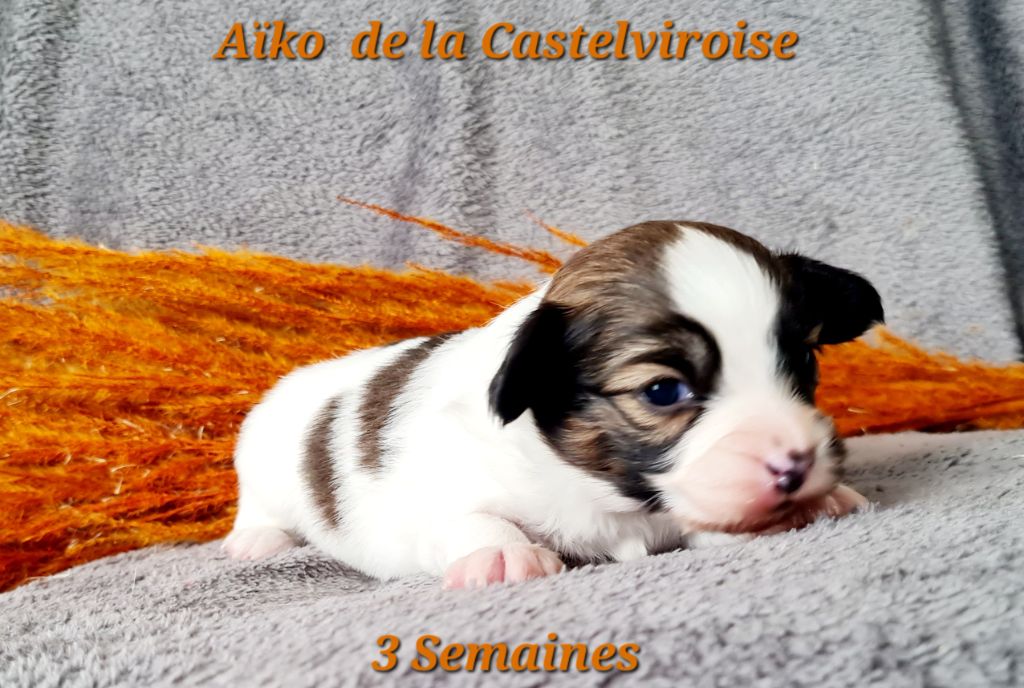 Aïko De la castelviroise