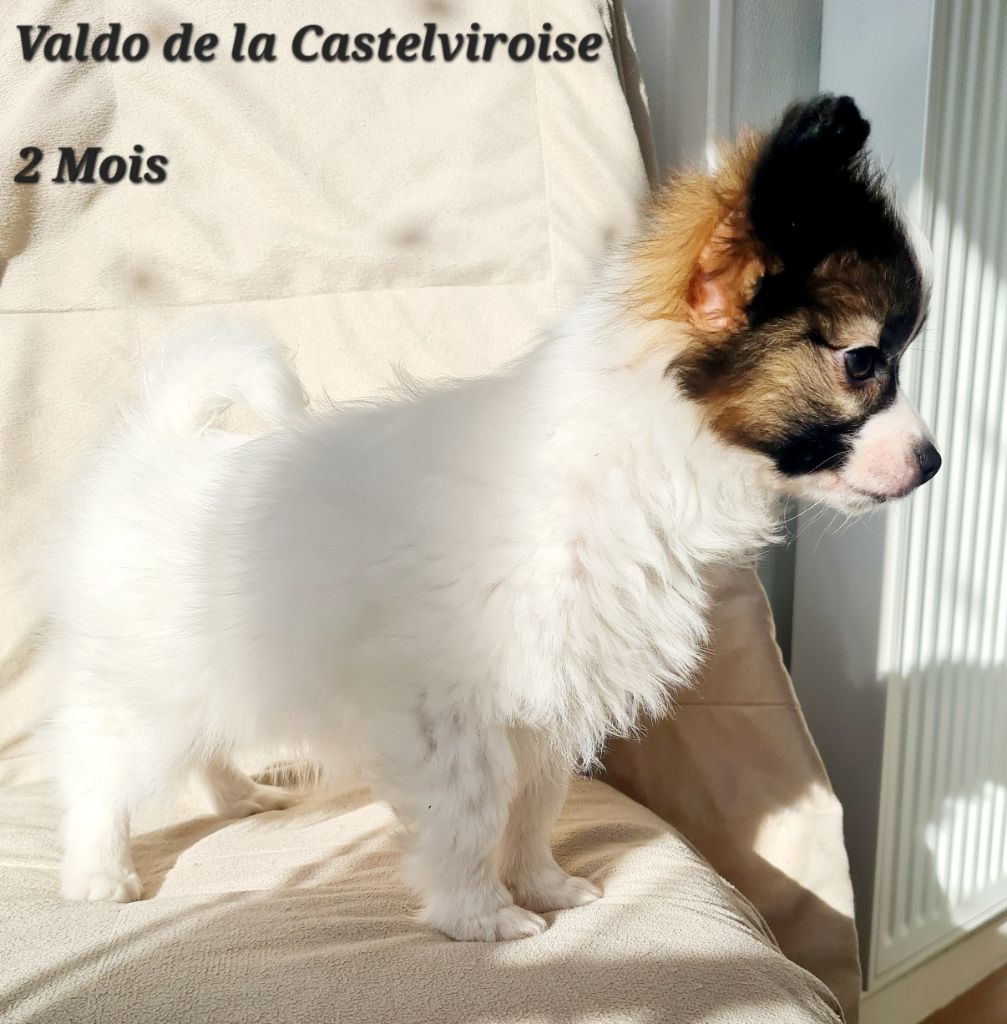 Valdo De la castelviroise