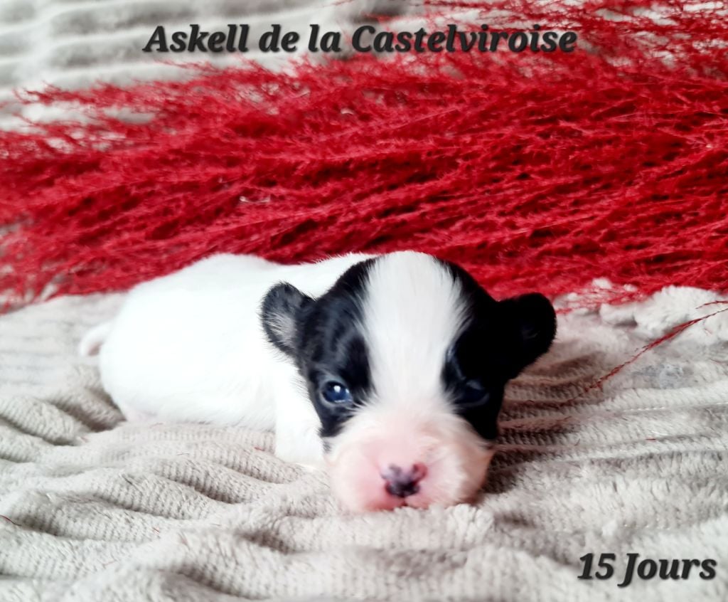 Askell De la castelviroise