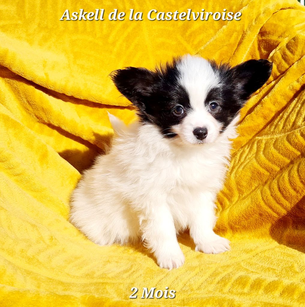 Askell De la castelviroise