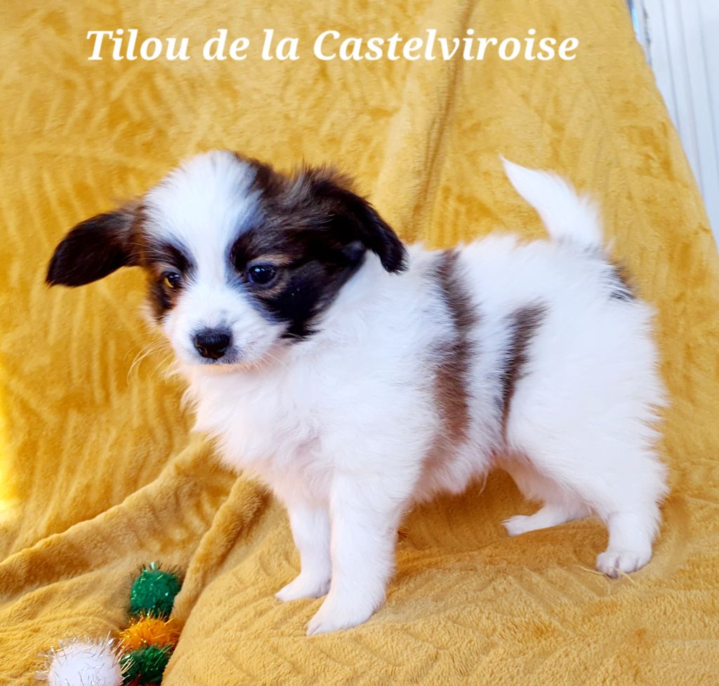 Tilou De la castelviroise