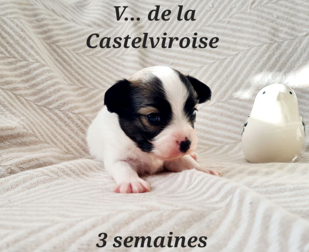 Valdo De la castelviroise