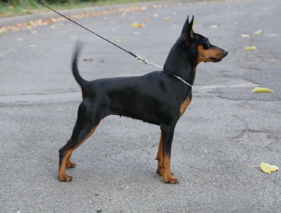 Accueil Elevage Des Pinscheboules Eleveur De Chiens