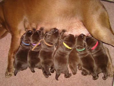 Labrador Retriever - De la Vallée de la Brière