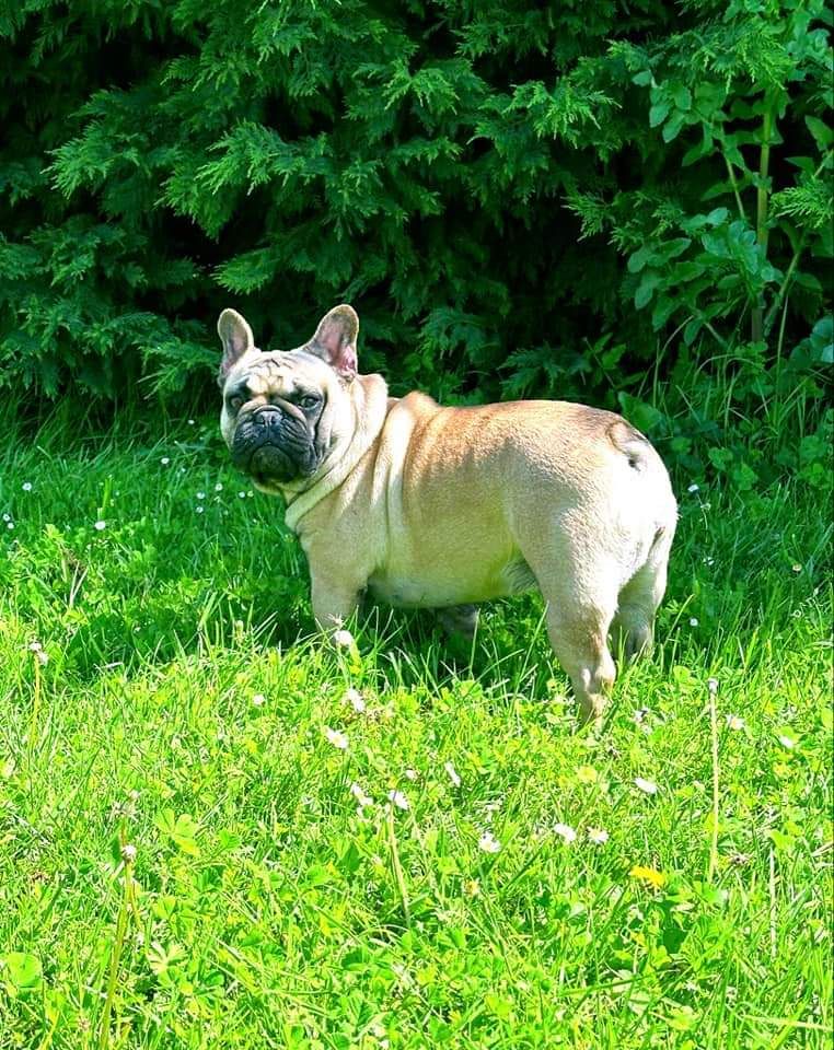 Tootsie De La Riad Des Petits Nounours