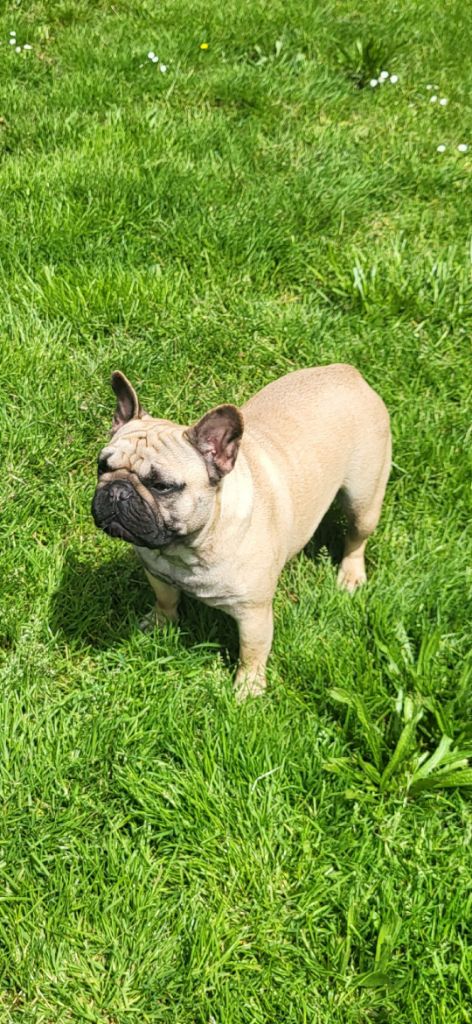 Tootsie De La Riad Des Petits Nounours