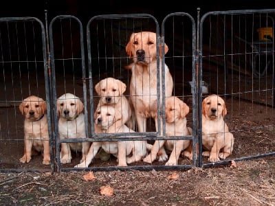 Labrador Retriever - Des Iris De Grande Briere