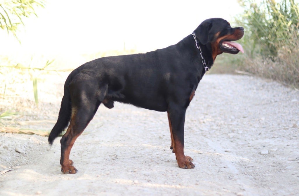 Thor Vom Weinberges Der Hunde