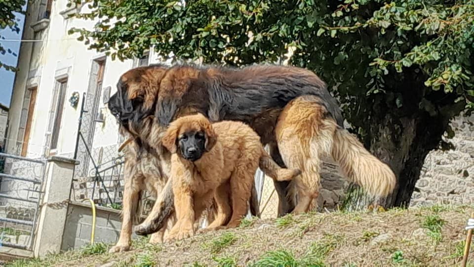 Olbogoss du Val D'Avesnes