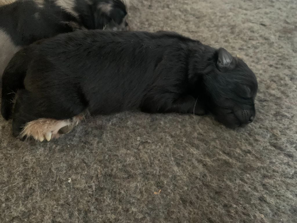 Tous nos chiots à vendre de race Berger des Pyrenees à poil long en France