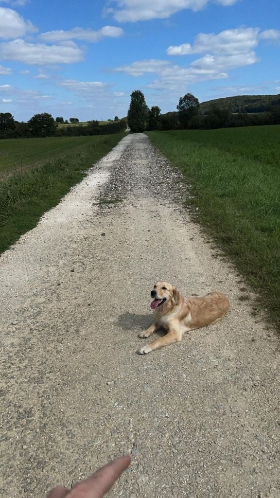 Ulka De La Cuvée Des Golden Boss