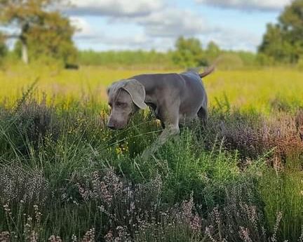 TR. CH. Roxy De gray ghost' de la chevalerie