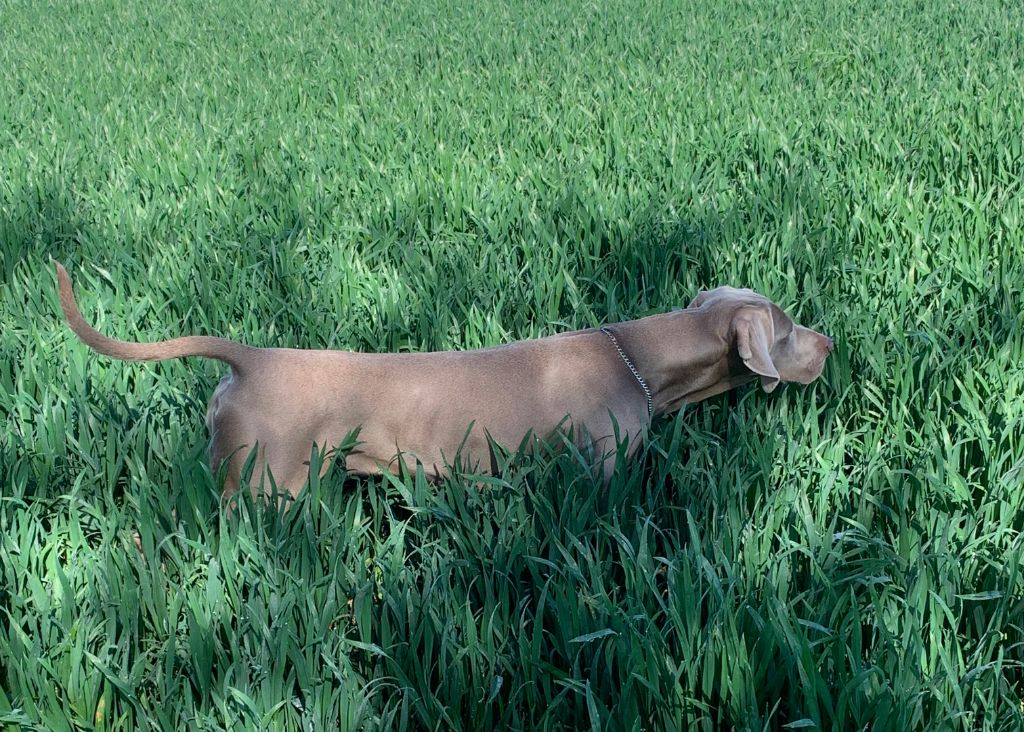 TR. CH. Roxy De gray ghost' de la chevalerie