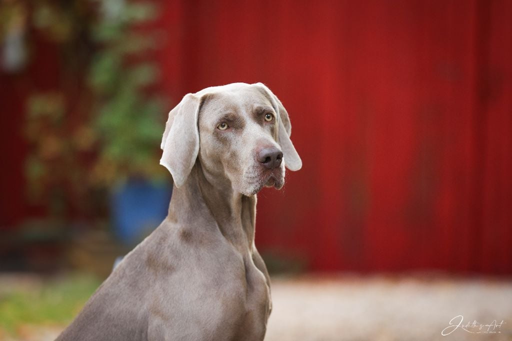 TR. CH. Roxy De gray ghost' de la chevalerie