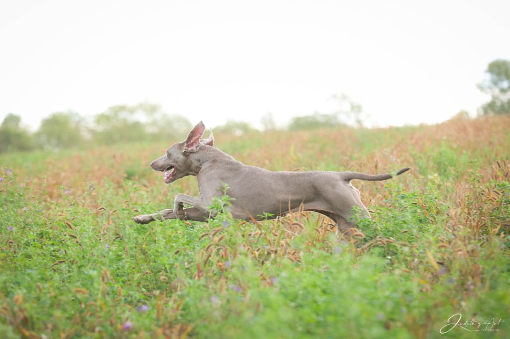 TR. CH. Roxy De gray ghost' de la chevalerie