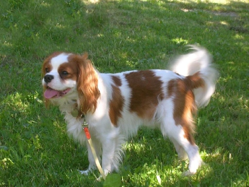 Bucky Des Frimousses Calines