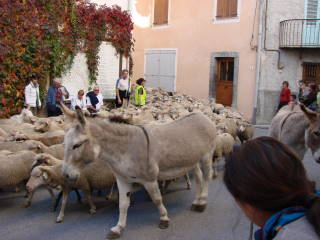 Callou Des Frimousses Calines