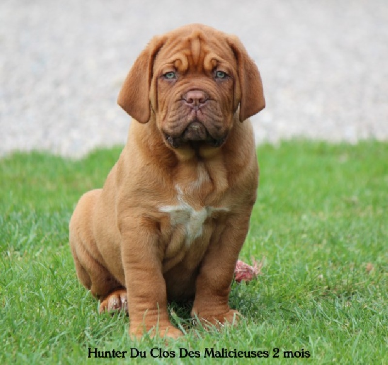 Chiot Elevage Du Clos Des Malicieuses Eleveur De Chiens Dogue De Bordeaux