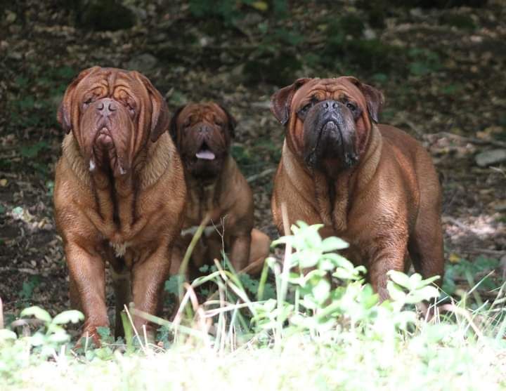 Accueil - Elevage Du clos des malicieuses - eleveur de chiens 