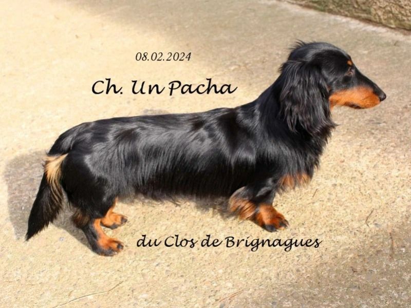 CH. Un pacha Du Clos De Brignagues