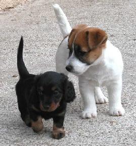 Accueil Elevage Des Garrigues De Réals Eleveur De Chiens