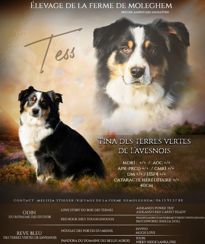 Tina (tess) des terres vertes de l'avesnois