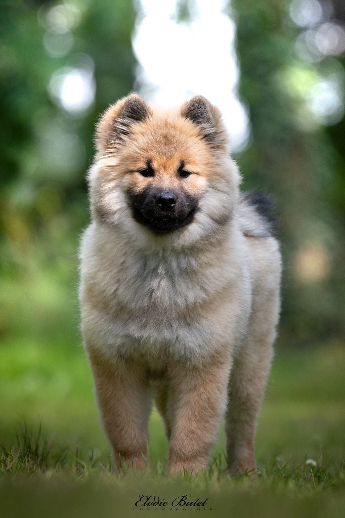 Volva freya joggie Des Murmures De Sigrune