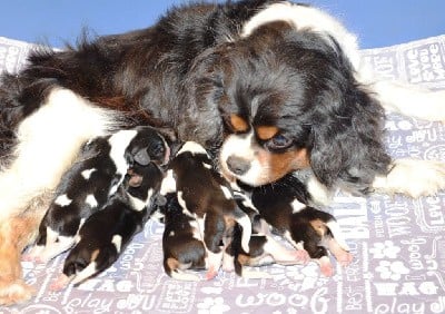 Cavalier King Charles Spaniel - de la Vallée d\'Alina