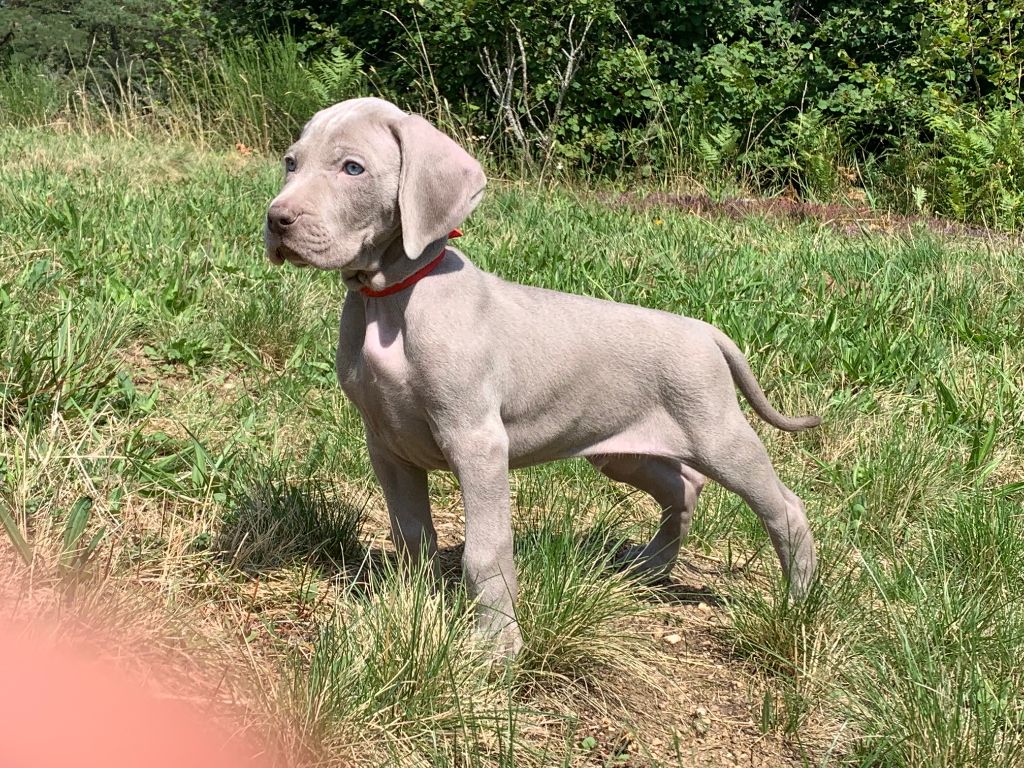 Chiot Braque De Weimar Chiot Collier Rouge Mâle Disponible