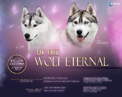 Siberian Husky - Of The Wolf Eternal