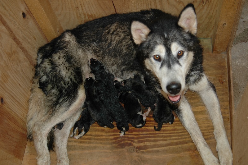 Magic Wolf Hutch (bleu)