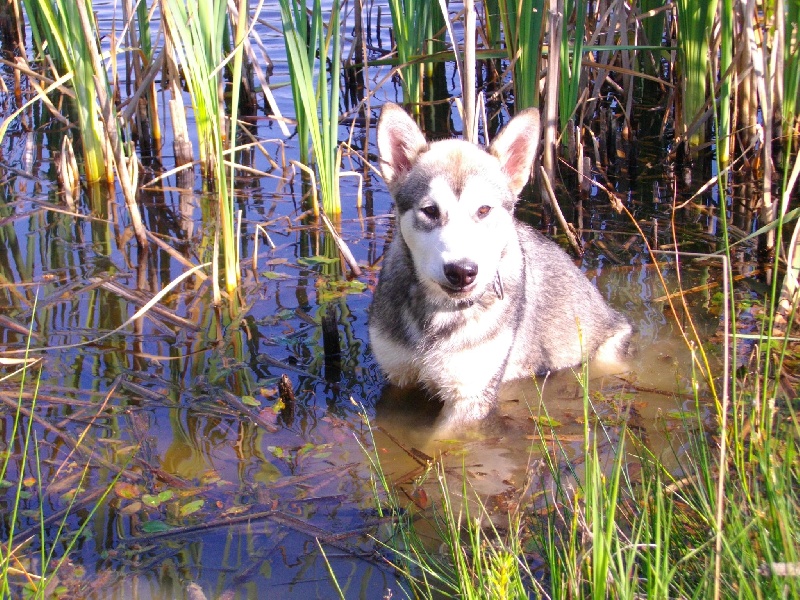 Magic Wolf Follow your heart (dit Fénix)