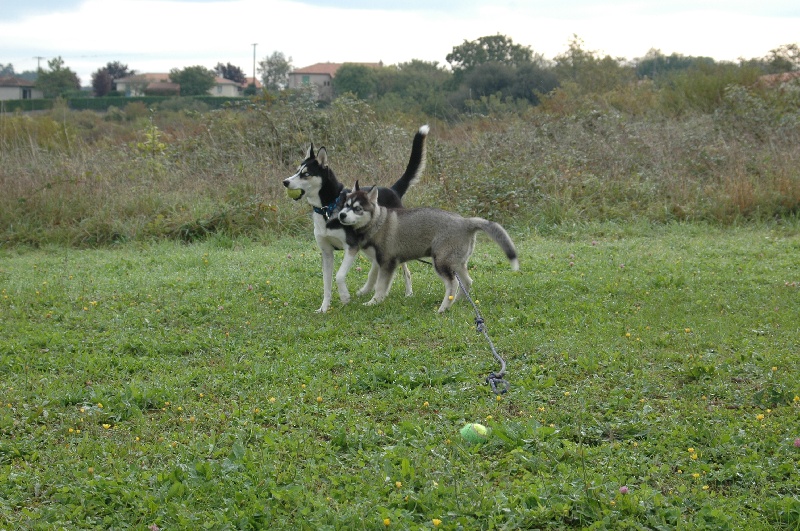 CH. Black magic big boy (dit boréal) Corsicahusky