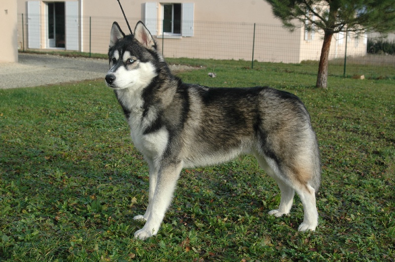 CH. Black magic big boy (dit boréal) Corsicahusky