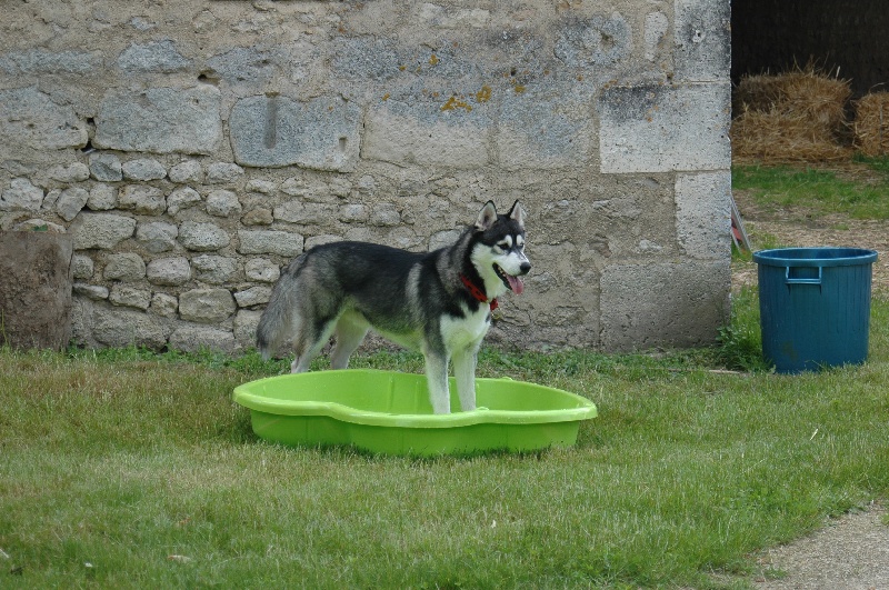 CH. Black magic big boy (dit boréal) Corsicahusky