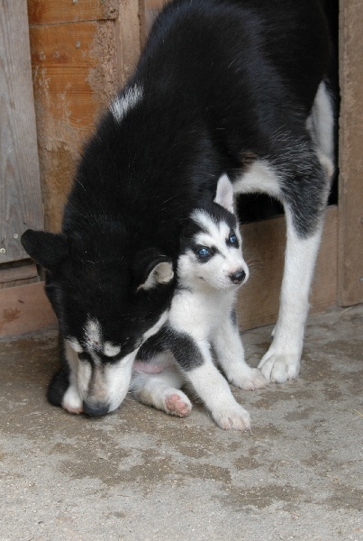 Magic Wolf Balto