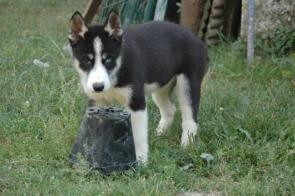 Magic Wolf Femund ( dite fripouille)