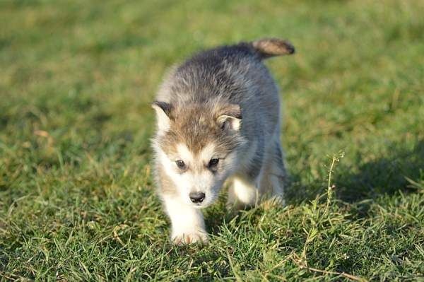 Magic Wolf Laska (bleu)