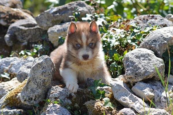 Magic Wolf L'émigrent dit franco