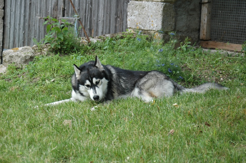 CH. Black magic big boy (dit boréal) Corsicahusky