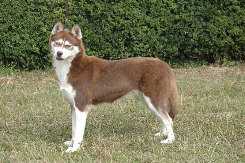 CH. Magic Wolf Cerridwen