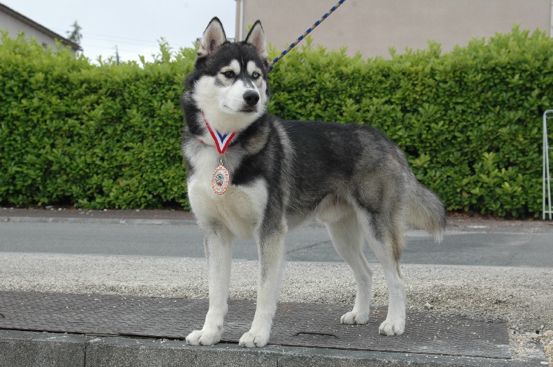 CH. Black magic big boy (dit boréal) Corsicahusky