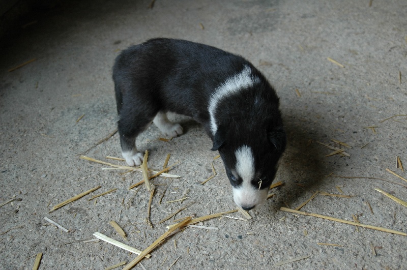 Magic Wolf Baby iceberg