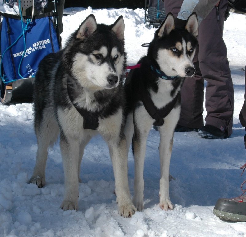 CH. Black magic big boy (dit boréal) Corsicahusky