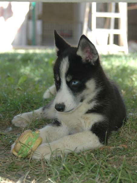 Magic Wolf Femund ( dite fripouille)