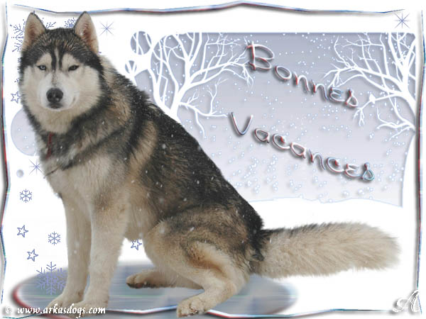 Photo Elevage Magic Wolf Eleveur De Chiens Siberian Husky