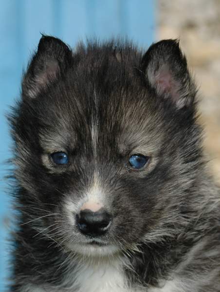 Magic Wolf Hypnotic blue eyes dit halcatraz