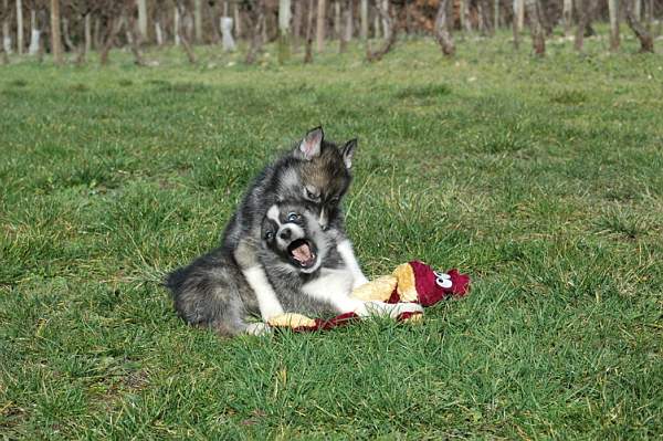 Magic Wolf Hypnotic blue eyes dit halcatraz