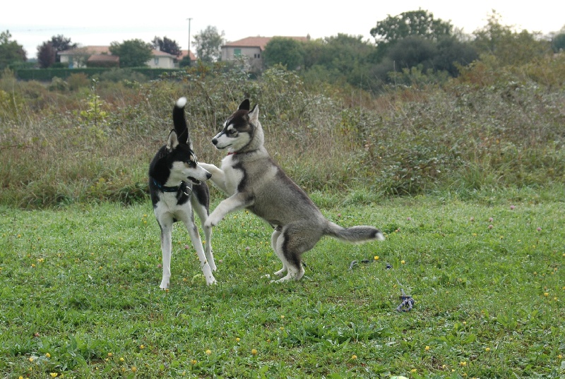 CH. Black magic big boy (dit boréal) Corsicahusky